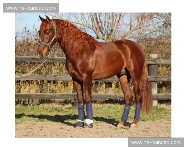 安达卢西亚德比：马拉加与贝蒂斯，绿白与蓝白的情感交织